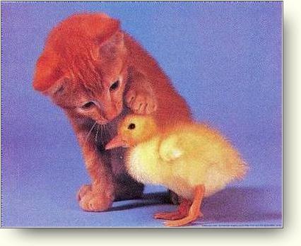 [http://lists.w3.org/Archives/Public/www-xml-blueberry-comments/2002Mar/att-0172/01-002_Kitten_And_Duckling_.jpg]